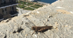شقة سكنية 39.3 متر مربع - شريف خيمشياشفيلي, Batumi, جورجيا